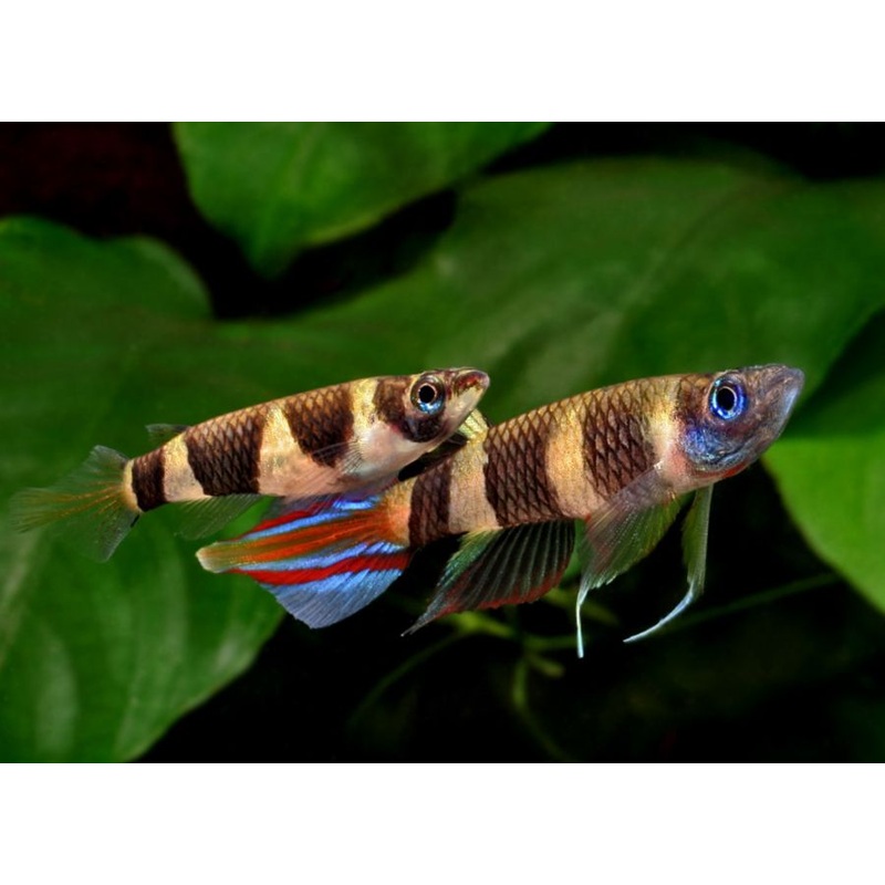 Epiplatys annulatus (Clown Killi / S)