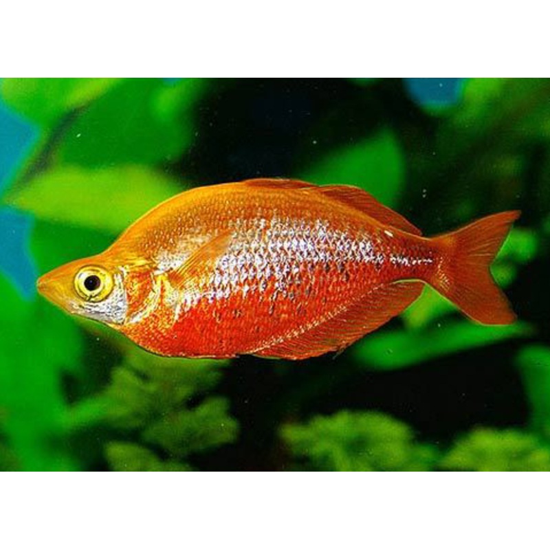Glossolepis Incisus (Red Rainbowfish)