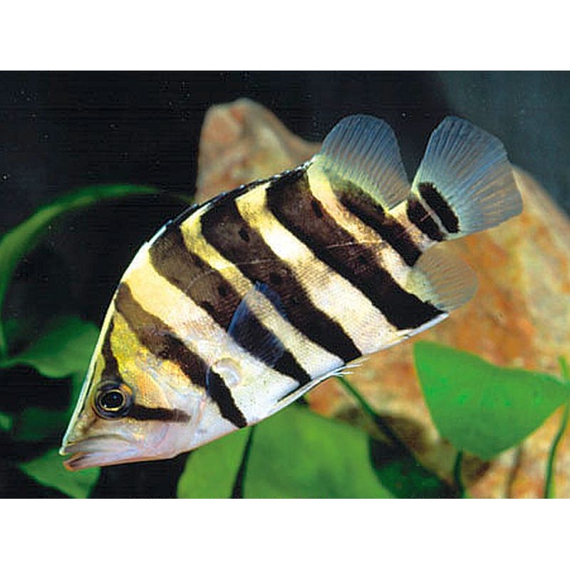 Indonesian Tiger Fishes (4-5")
