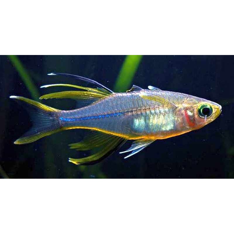 Marosatherina ladigesi (Celebes Rainbow)