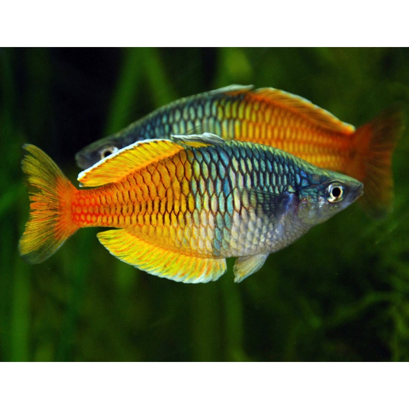Melanotaenia boesemani (Boeseman's Rainbowfish / SM)