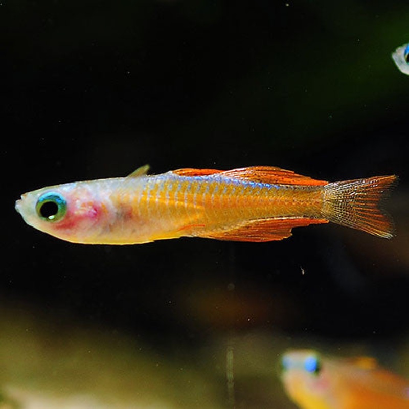 Pseudomugil luminatus (sp Red Neon)