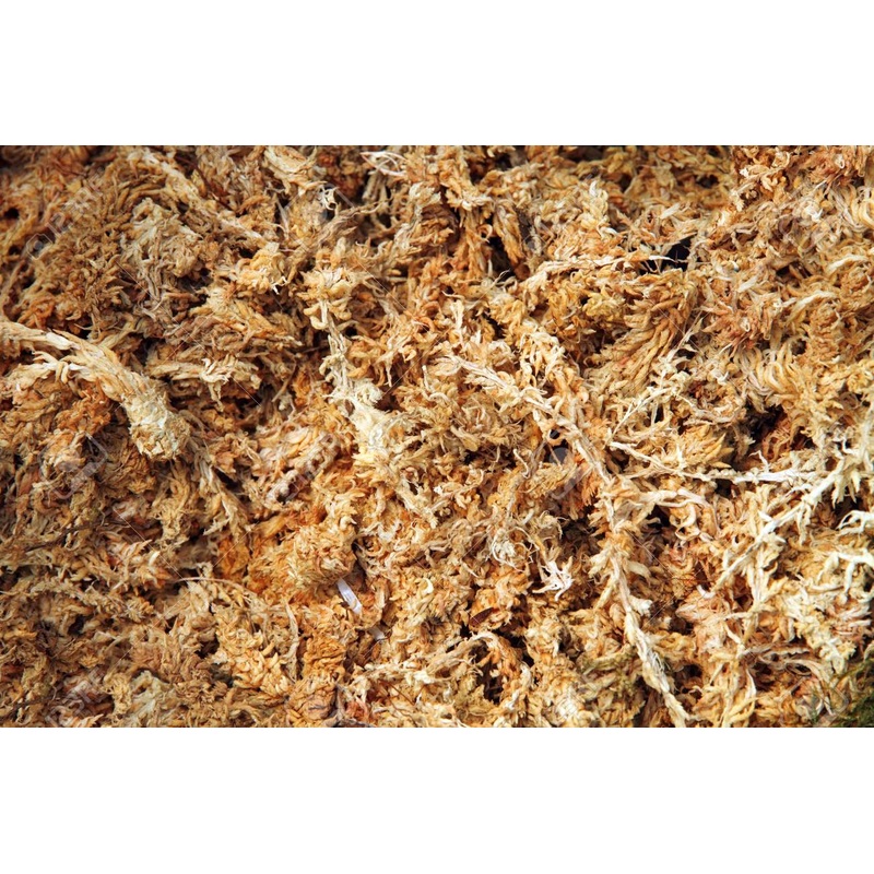 Sphagnum Moss (Dried)