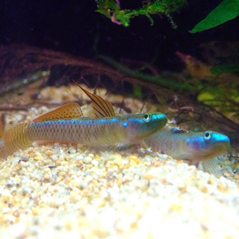Stiphodon percnopterygionus