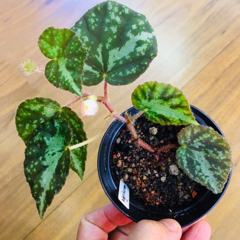 Begonia nigritarum