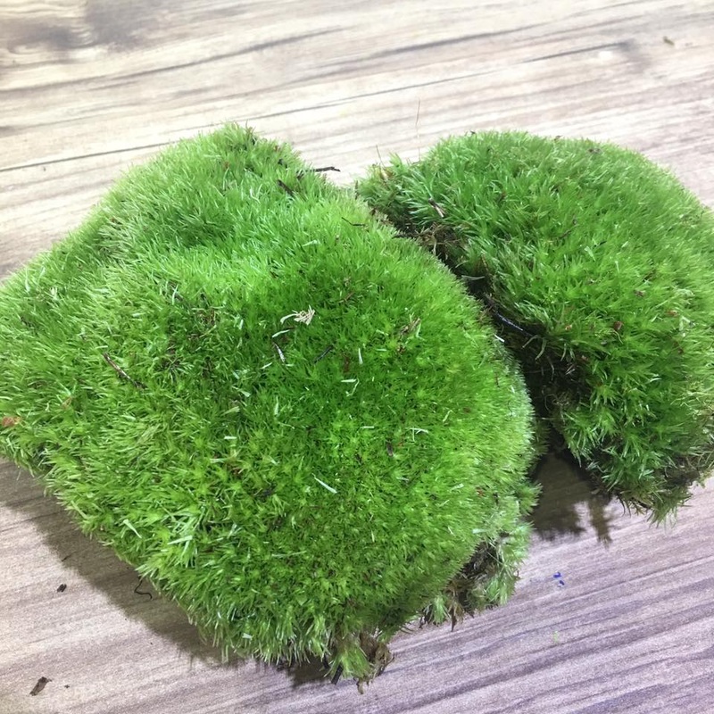 Holland Ball Moss (Tub)