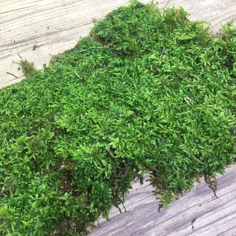 Malayan Moss (Mat / Christmas / ~A4 Size)