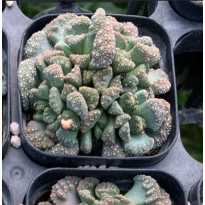 Titanopsis calcarea