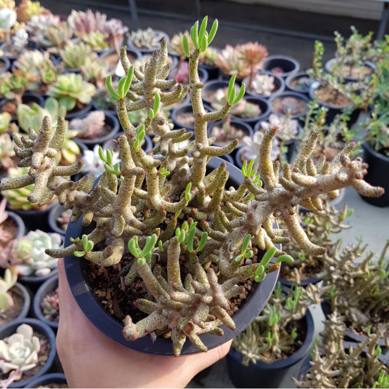 Tylecodon spp