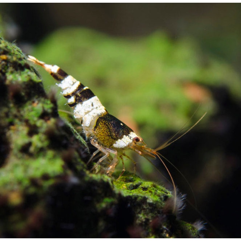 Black Crystal Shrimp (10 pc)