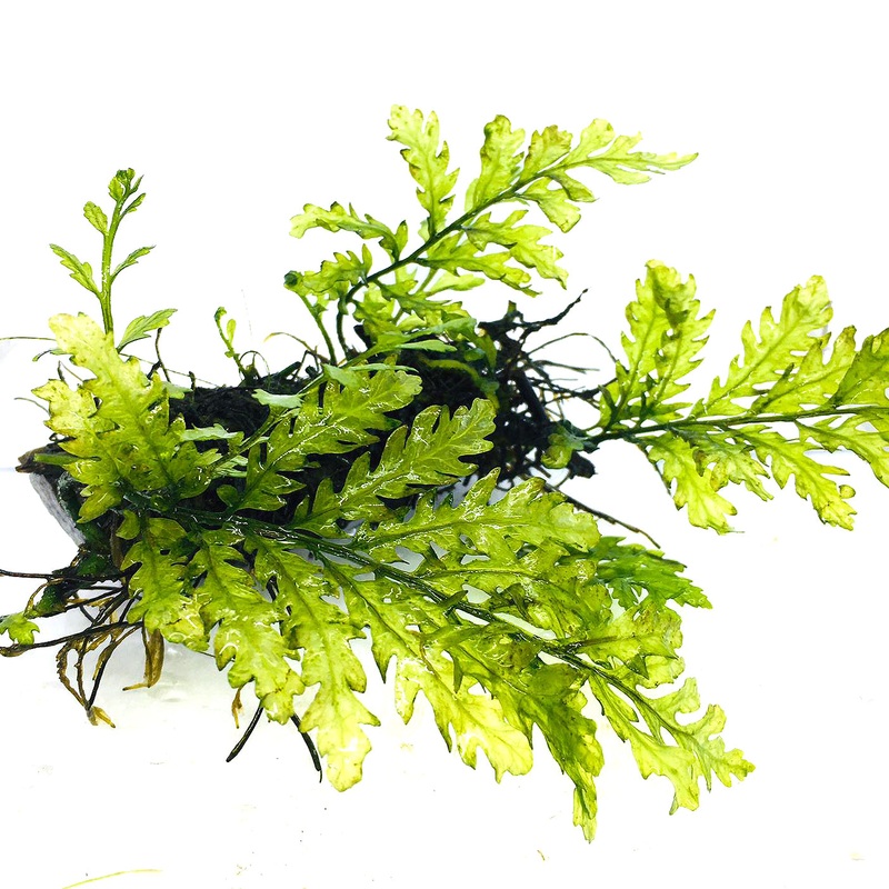 Bolbitis heudelotii (On Wood / 4")