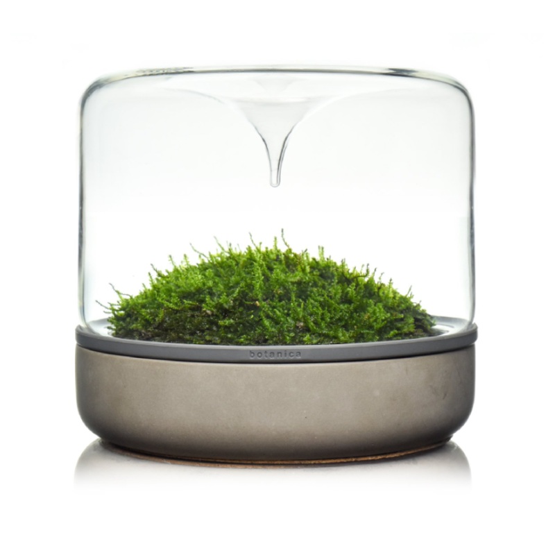 BOTANICA Sanctuary Rainforest (Close Mossarium / CONCRETE)