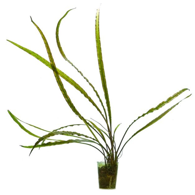 Cryptocoryne balansae (1 POT / 2 Plants / 074)