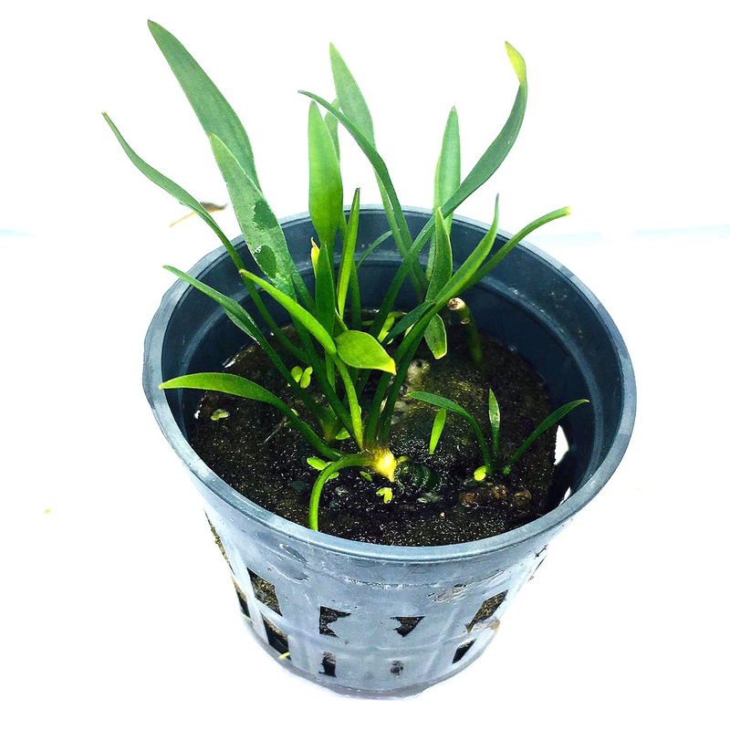 Cryptocoryne parva (1 POT / 087)