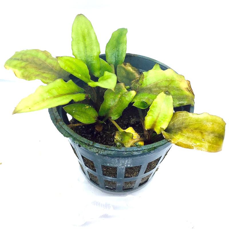 Cryptocoryne wendtii 'Green' (1 POT)