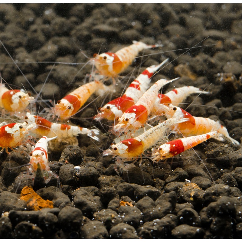 Crystal Red Shrimp (10 pc)