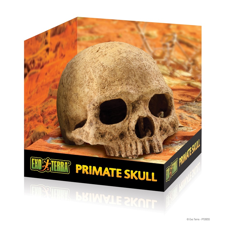 EXO-TERRA Human Skull