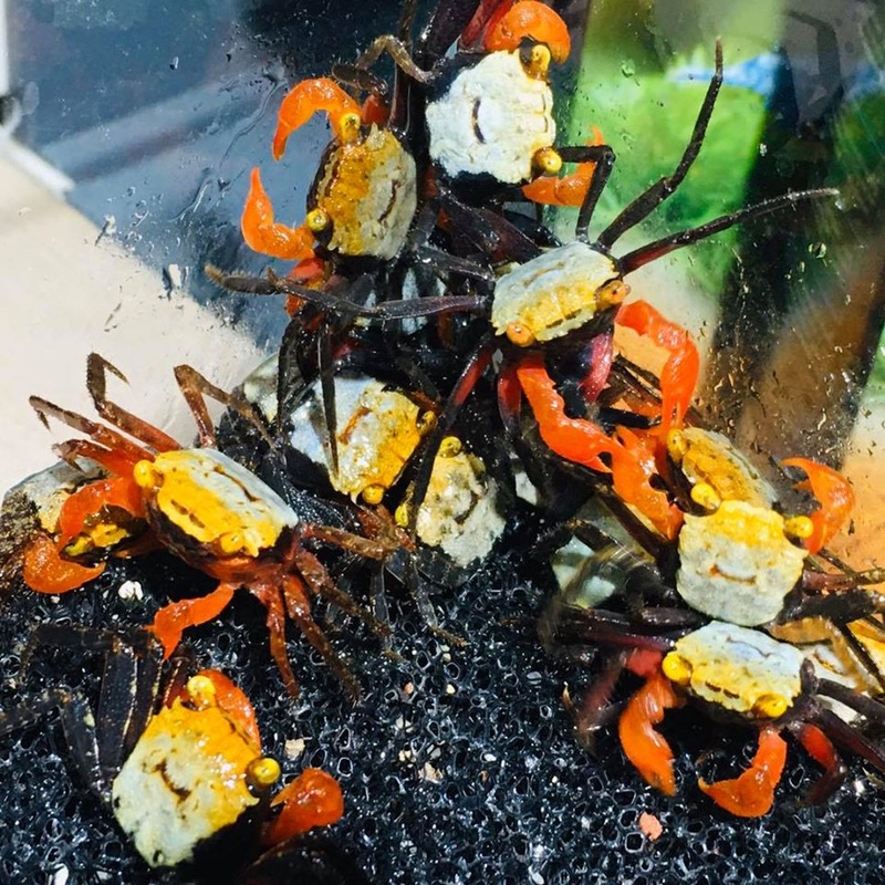 Geosesarma rouxi (Rainbow Vampire Crab)