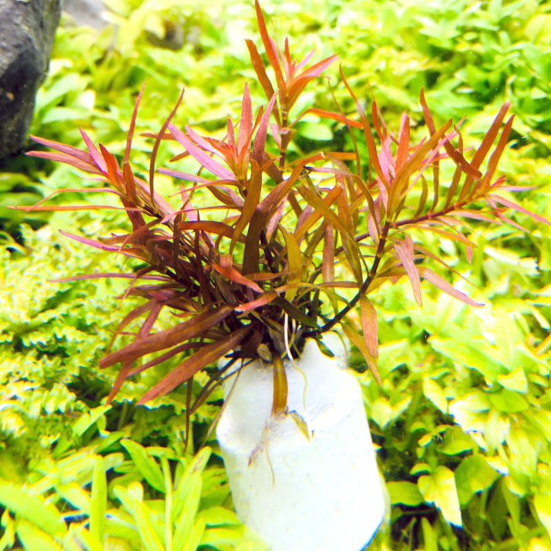 Ludwigia arcuata (1 POT)