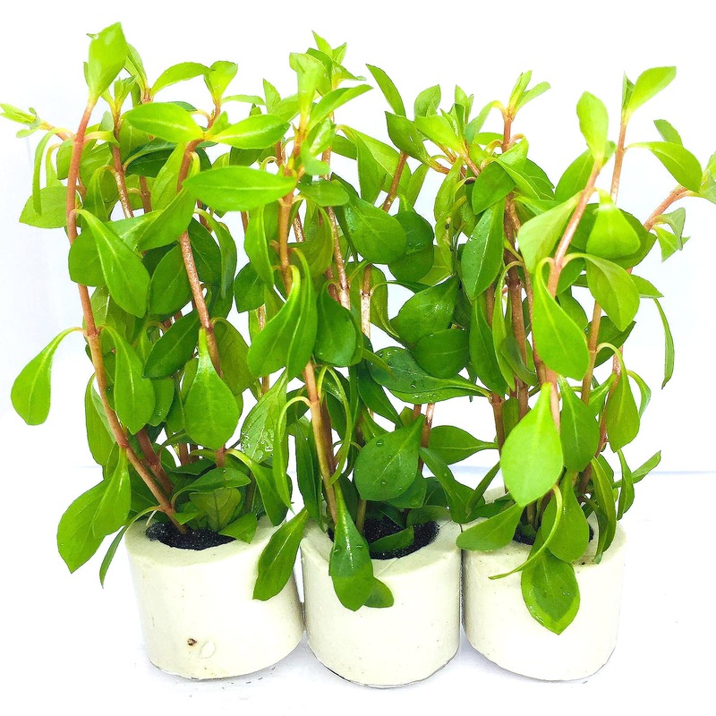 Ludwigia repens (1 POT)