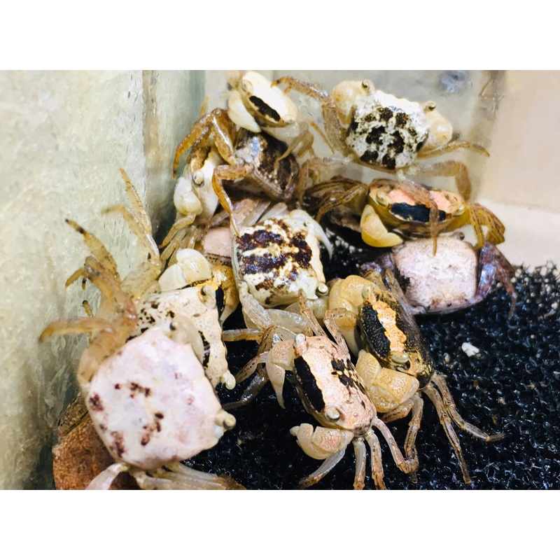 Metasesarma obesum (Batik Vampire Crab)