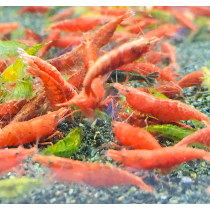 Painted Red Shrimps (10 pc)