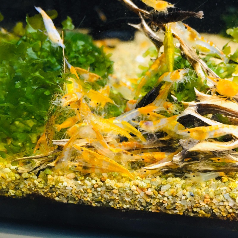 Rili Shrimps (Orange / 10 pc)