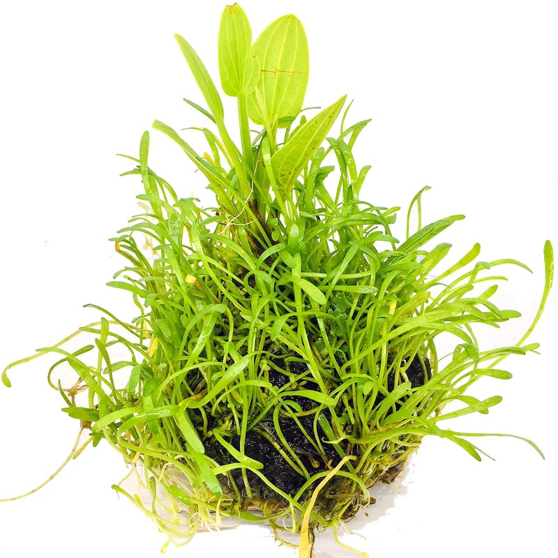 Wabi Kusa (Stem / Echinodorus on Lilaeopsis)