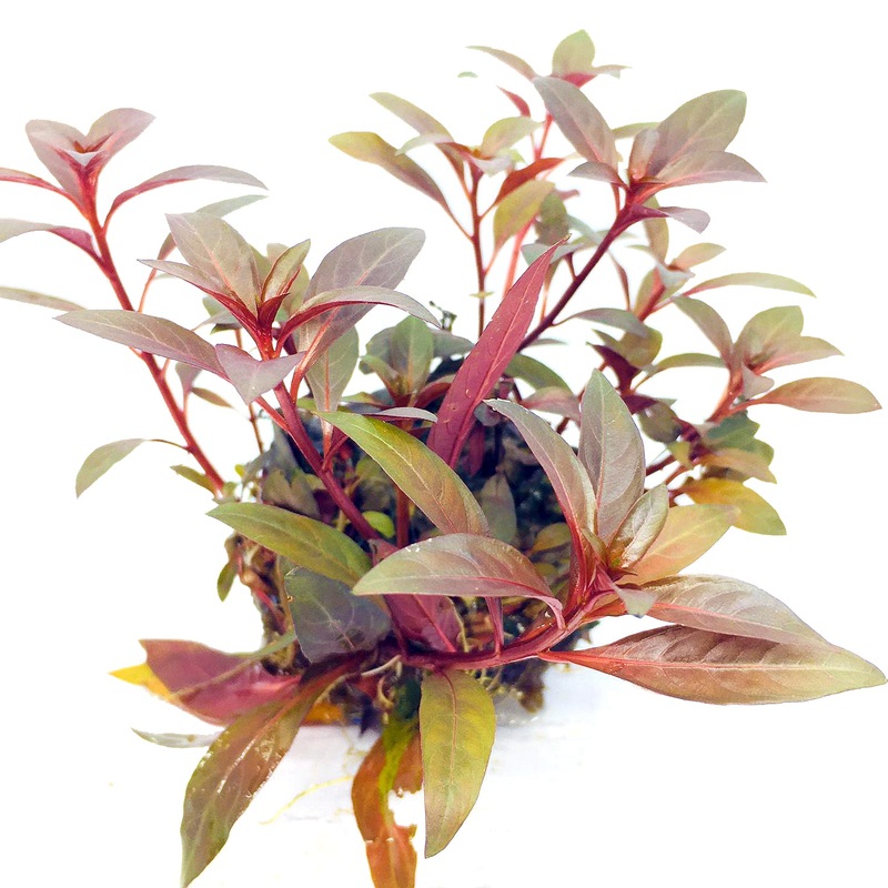 Wabi Kusa (Stem / Ludwigia glandulosa)