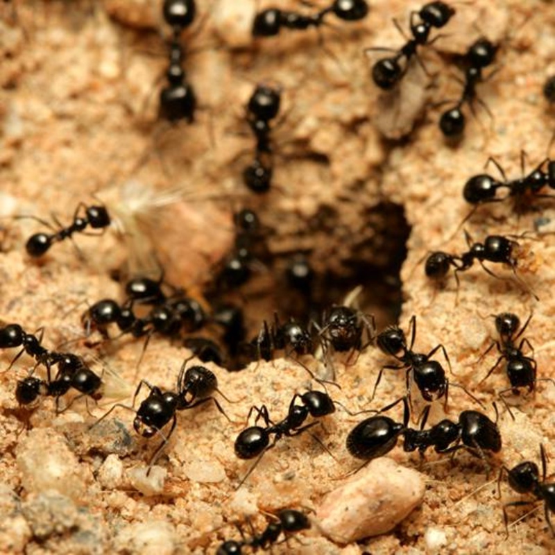 Ant Formicarium Workshop