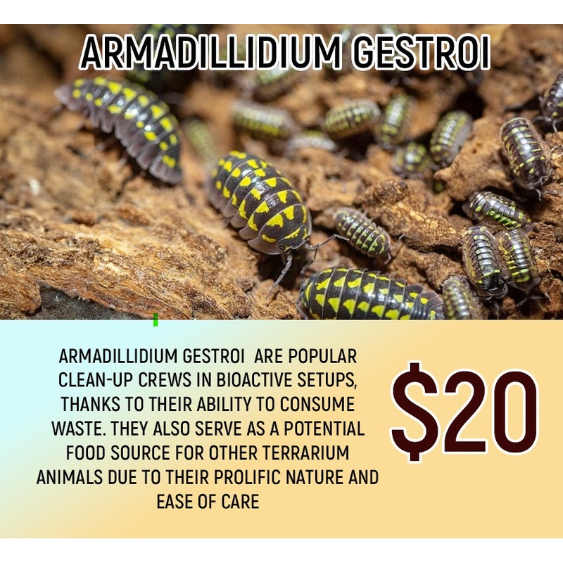 Armadillidium Gestroi (8-12pc)