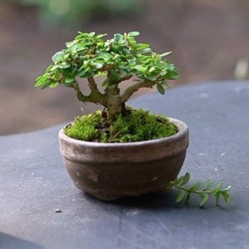 Basic Bonsai Workshop (With Premna Bonsai)