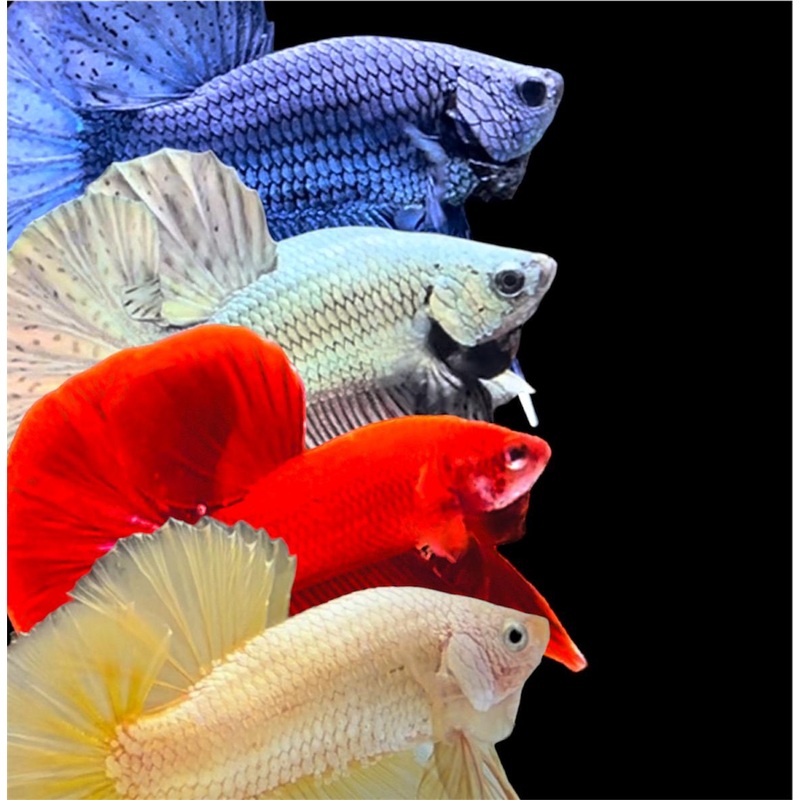 Betta Appreciation Workshop