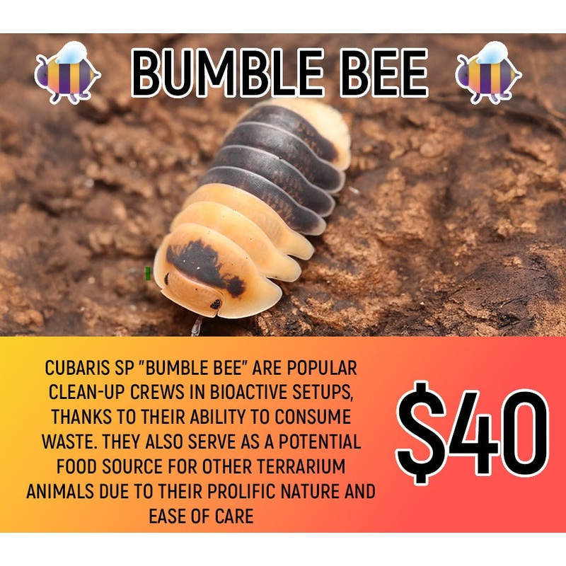 Bumble Bee (8-12pc)