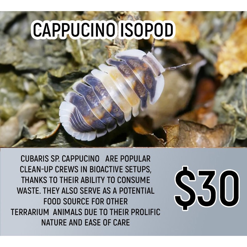 Cappucino Isopod (8-10pc)