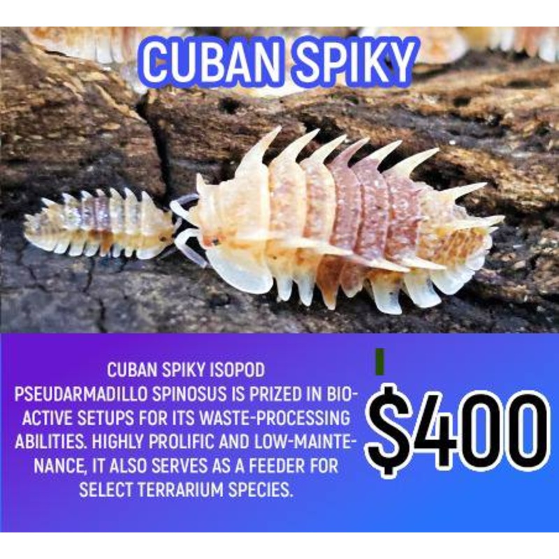Cuban Spiky (6pc)