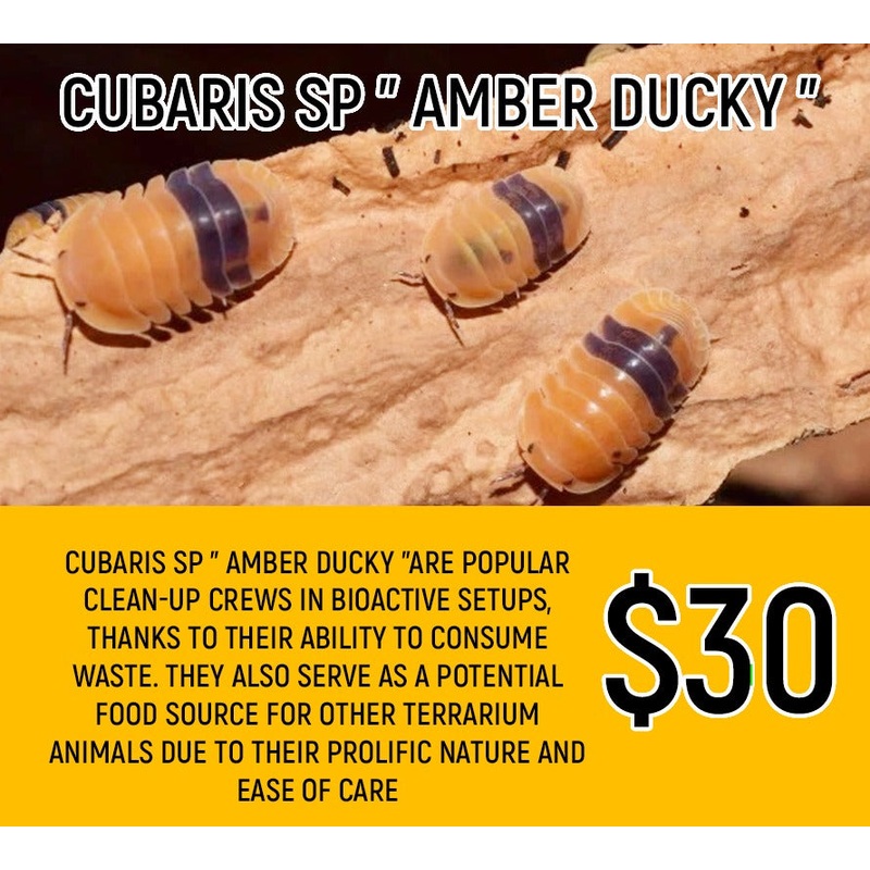 Cubaris sp Amber Ducky (8-12pc)