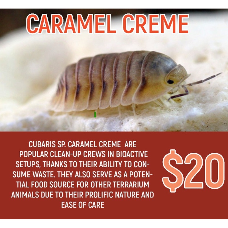 Cubaris sp Caramel Creme (5-8pc)