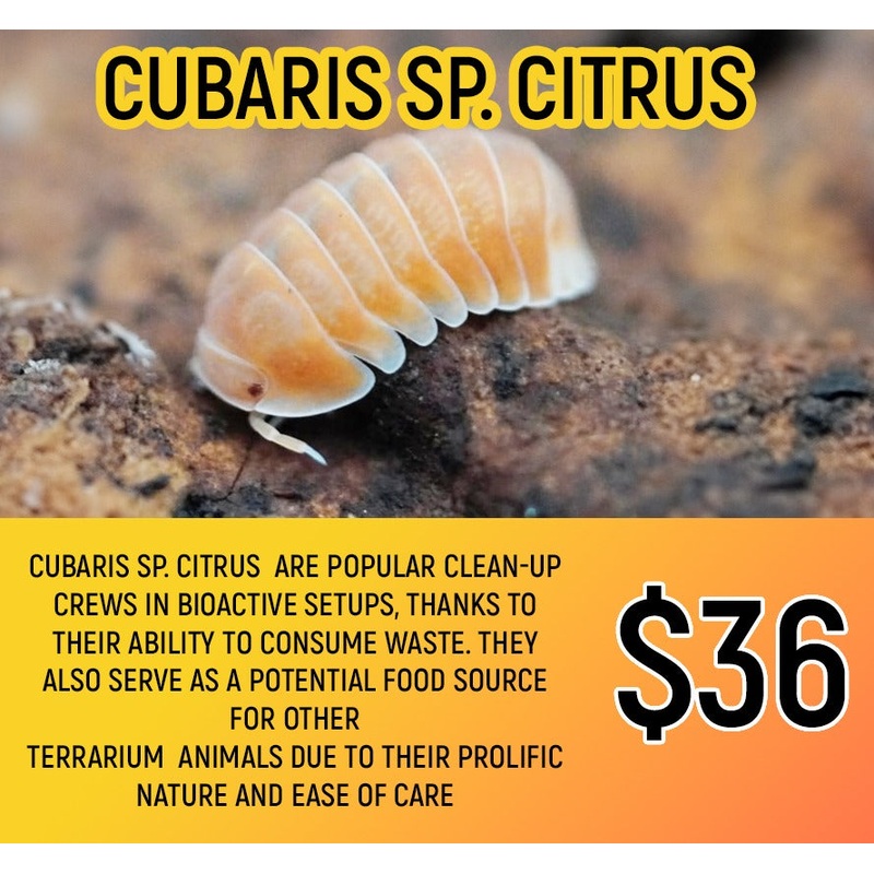 Cubaris Sp. Citrus (5-7pc)
