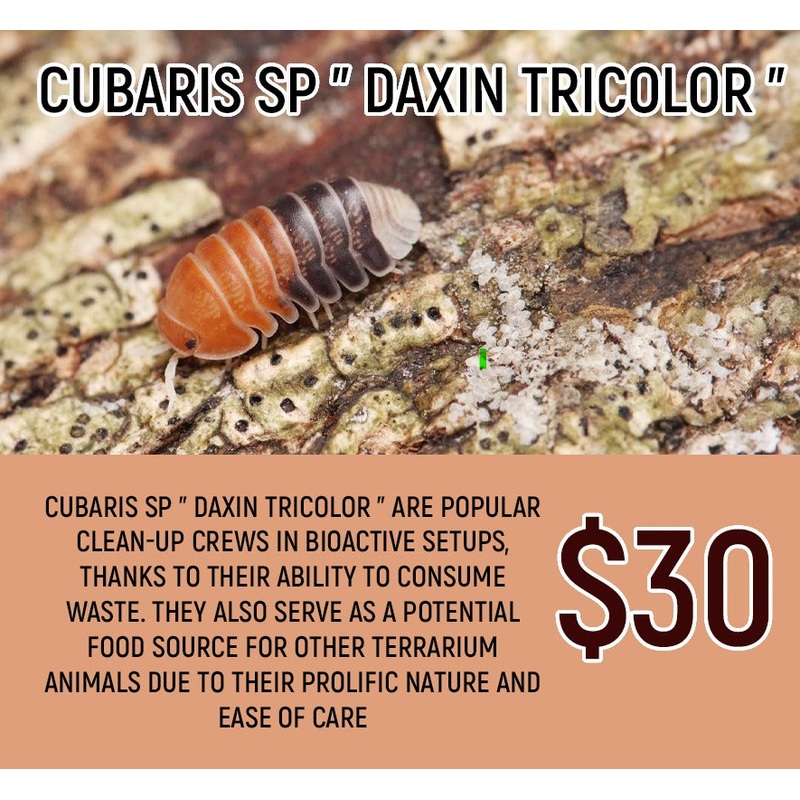 Cubaris sp "Daxin Tricolor" (5-8pc)