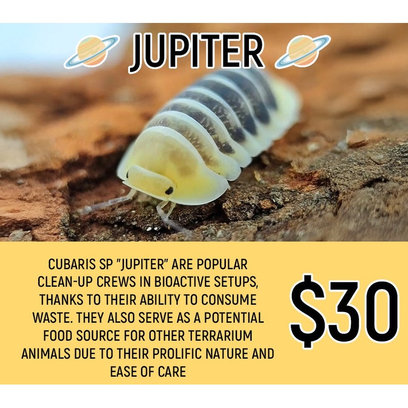 Cubaris sp. "Jupiter" (5-7pc)