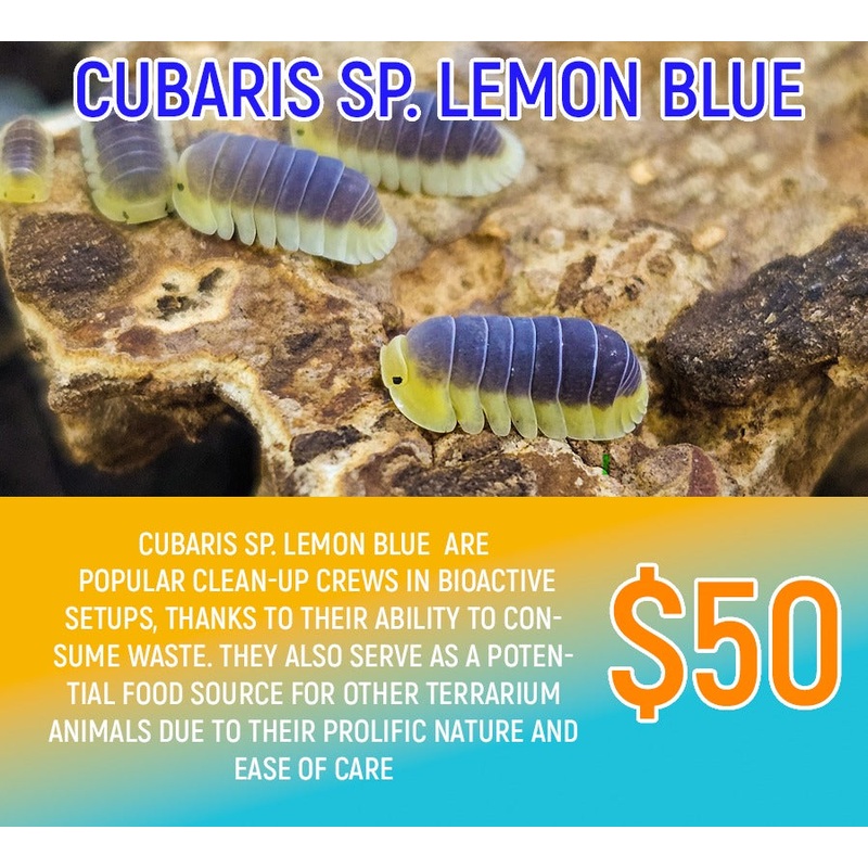 Cubaris sp Lemon Blue (5-8pc)