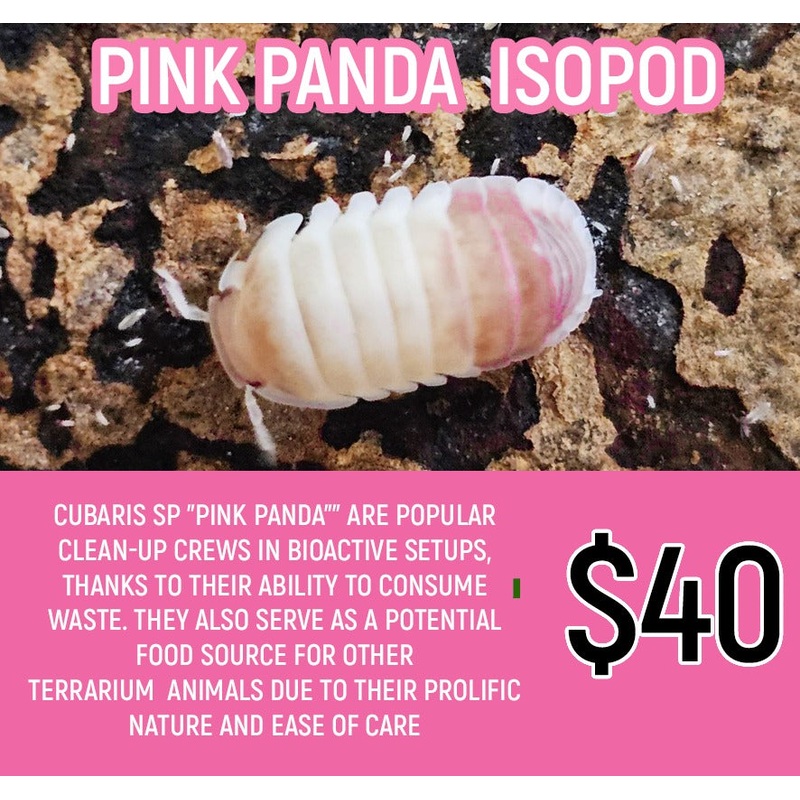 Cubaris sp Pink Panda (4-7pc)