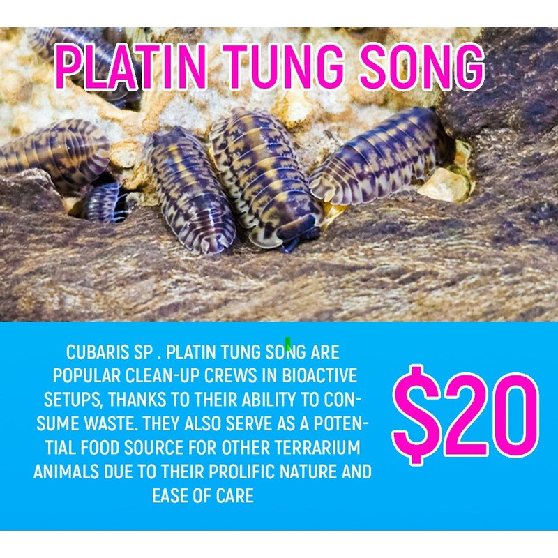 Cubaris sp Platin Tung Song (10-20pc)