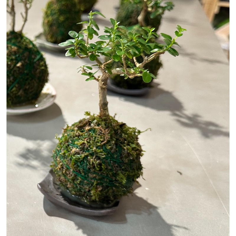 Kokedama Workshop (With Premna Bonsai)