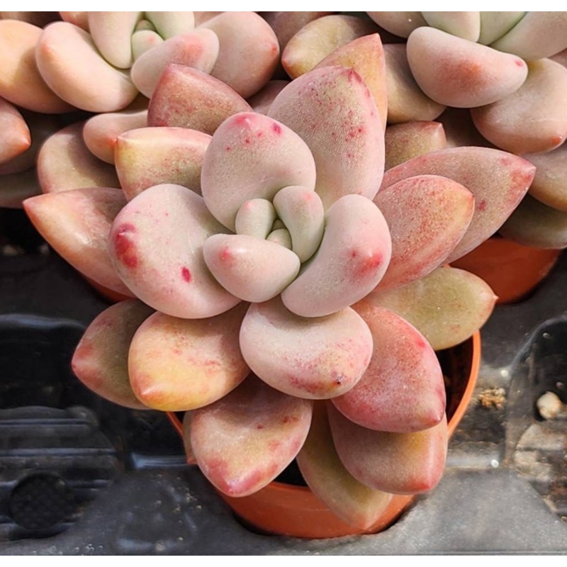 KSCPO - (001) Pink Krue (5cm Pot)