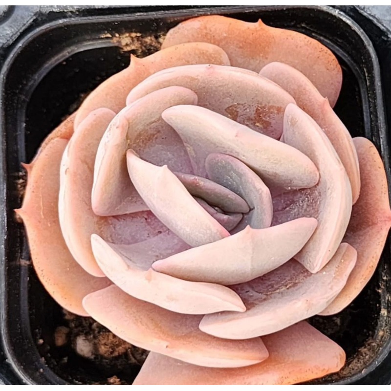 KSCPO - (041) Lilacina variegated
