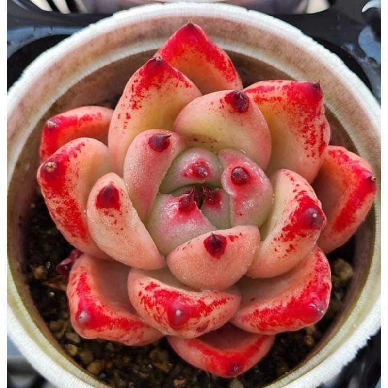 KSCPO - (053) Agavoides