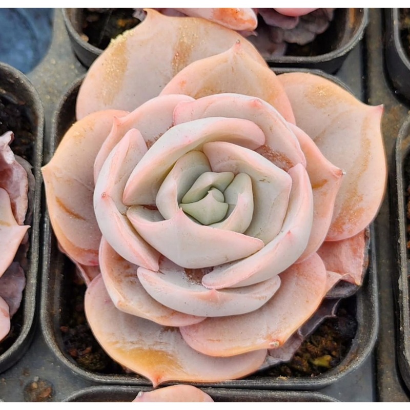 KSCPO - (058) Lilacina variegated