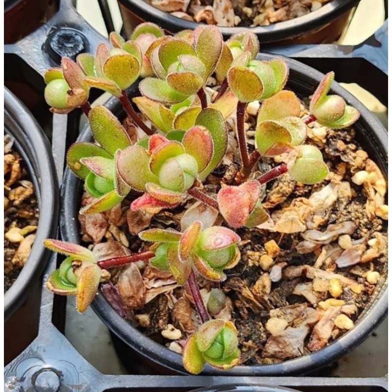 KSCPO - (059) Saundersii